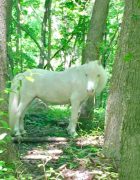 2026 Update from Fox Lea Mini Horse Rescue